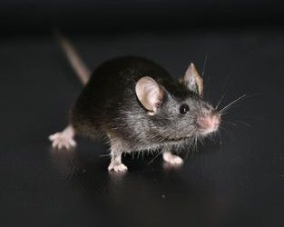 Des souris maudites sur trois générations