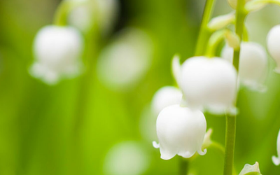 Joli 1er mai à toutes et tous