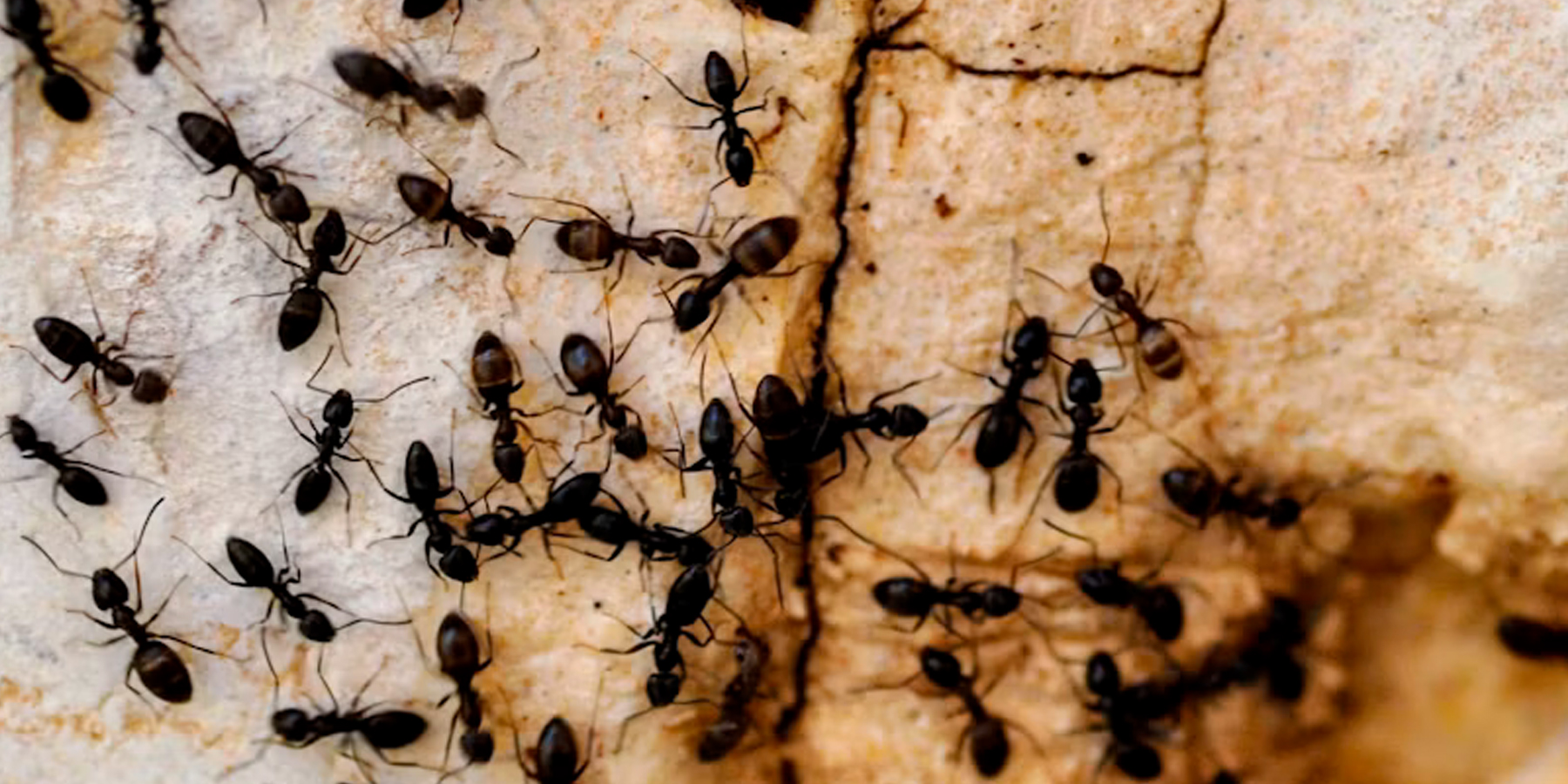 fourmis-livreurs-plateformes-uber